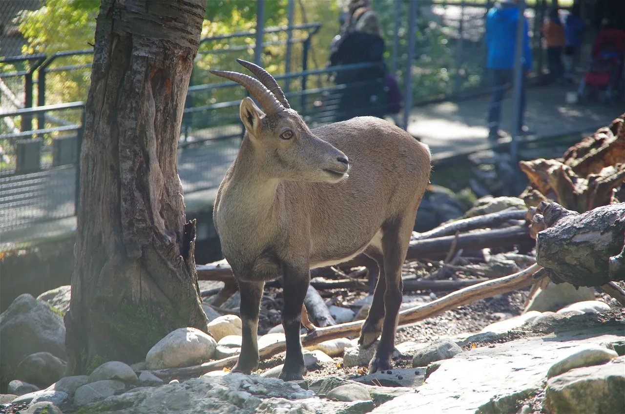 🏞️ 바띠 숲 동물원(파크 오 아니모 뒤 부아 드 라 바띠)